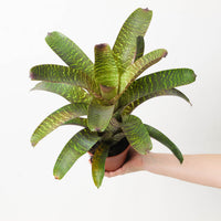 Vriesea sp. 8