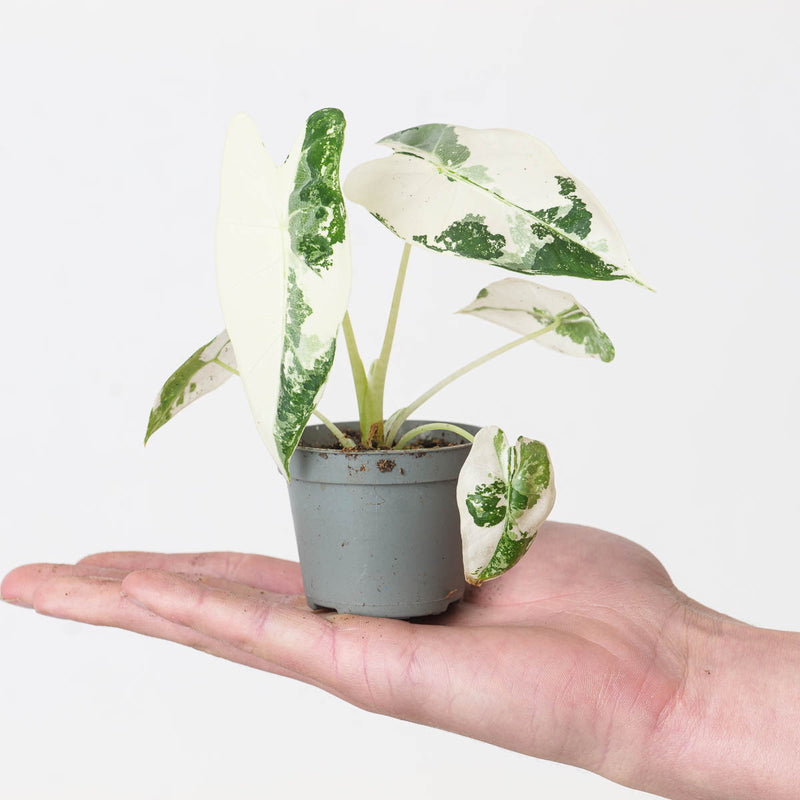 Variegated Baby Bundle — Default Title