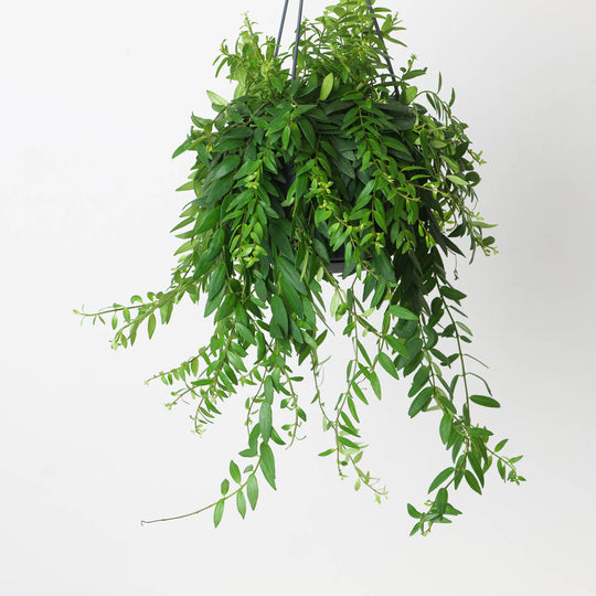 Aeschynanthus japhrolepis Plants GrowTropicals