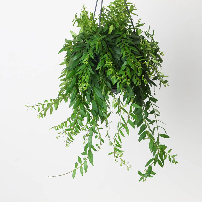 Aeschynanthus japhrolepis Plants GrowTropicals