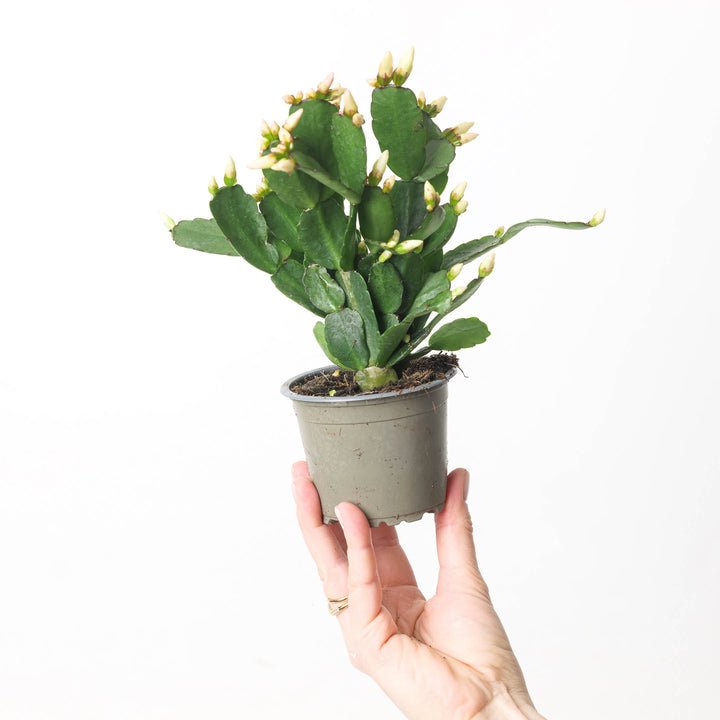 Rhipsalidopsis gaertneri | Easter Cactus - GROW TROPICALS