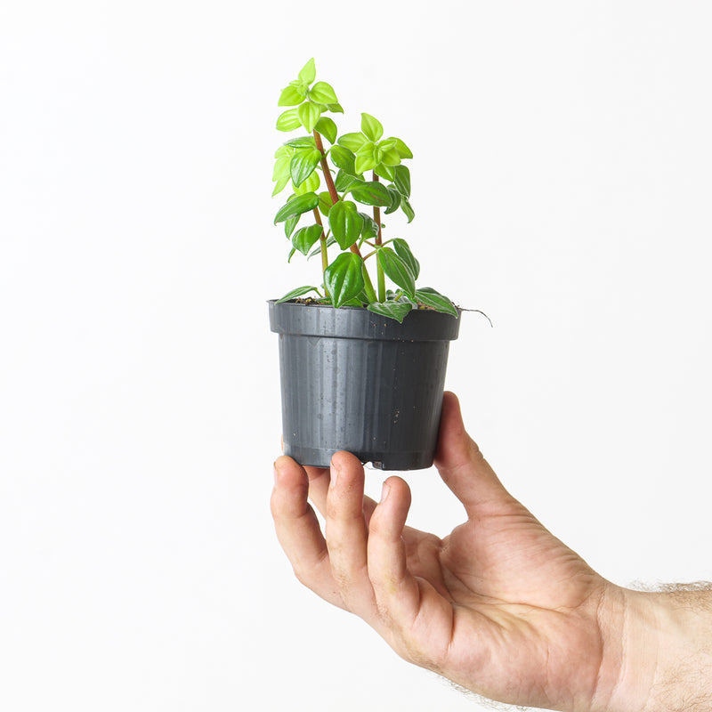 Peperomia sp Peru — 9cm