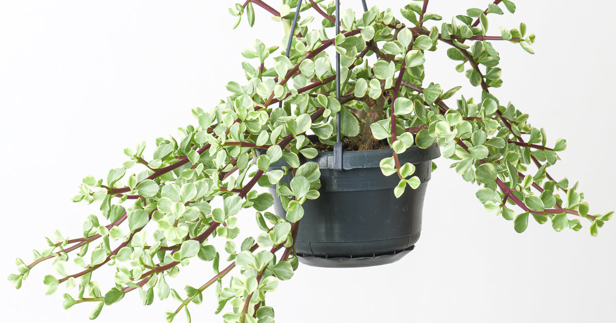 difference between portulacaria afra and crassula ovata Portulacaria afra Variegated | Plants
