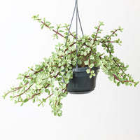 Portulacaria afra Variegated