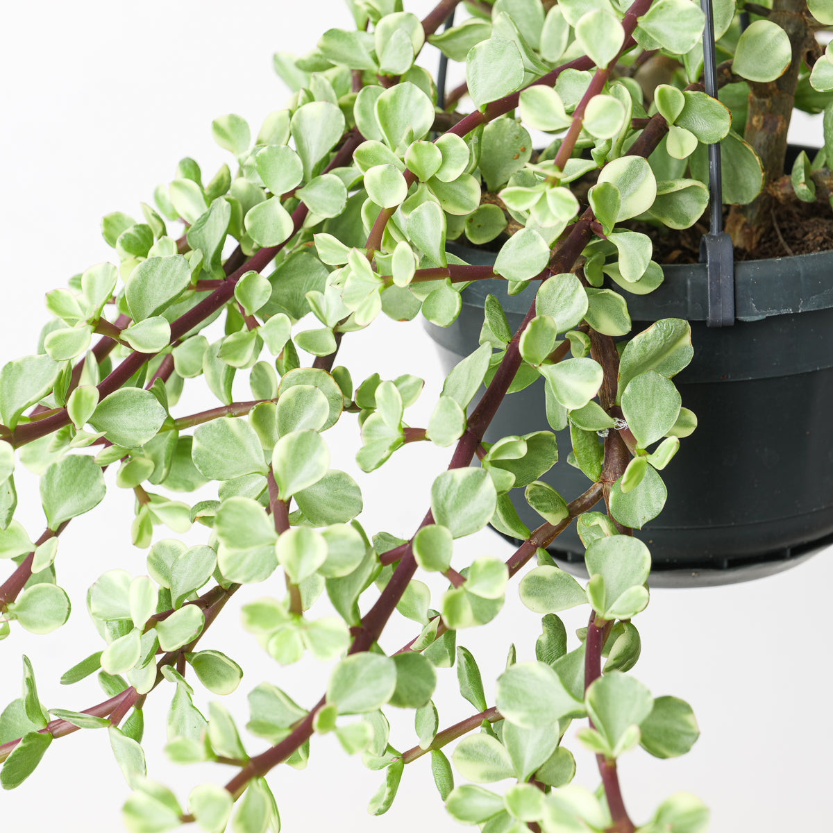 Portulacaria afra Variegated | Plants | GrowTropicals.com