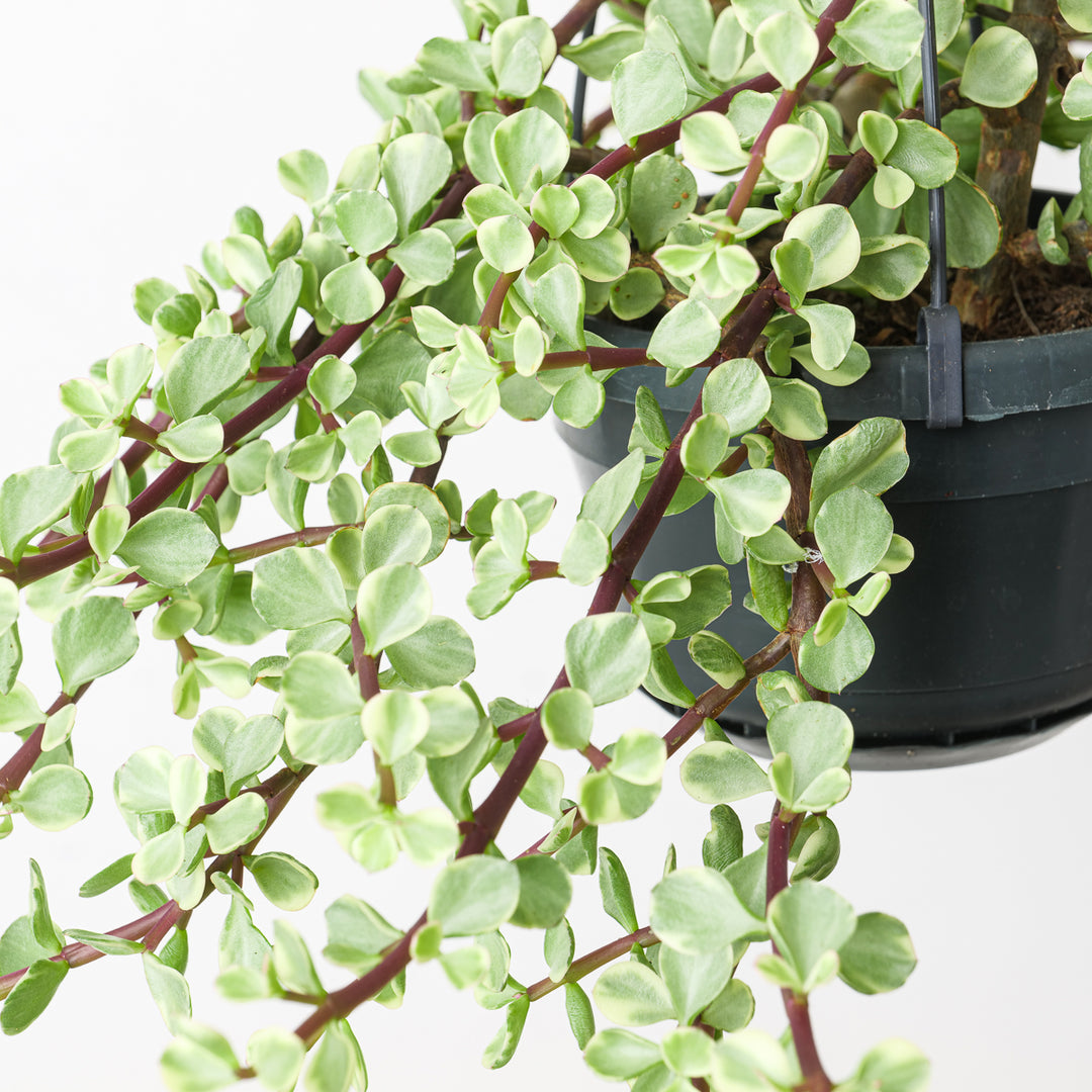 portulacaria afra australia Portulacaria afra Variegated | Plants