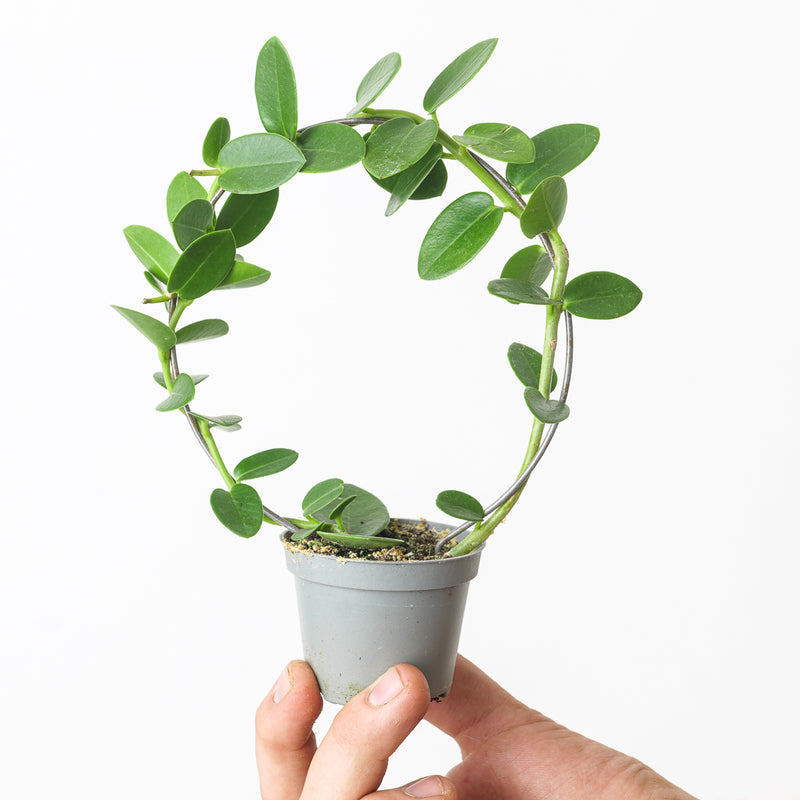 Hoya cummingiana 6cm Plants GrowTropicals