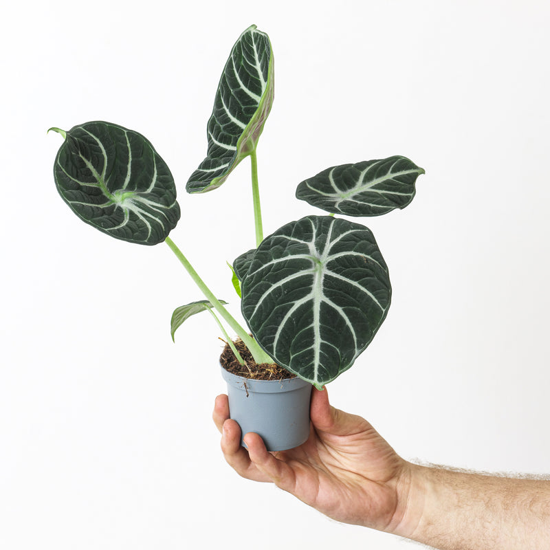 Imperfect Alocasia Ninja — 9cm