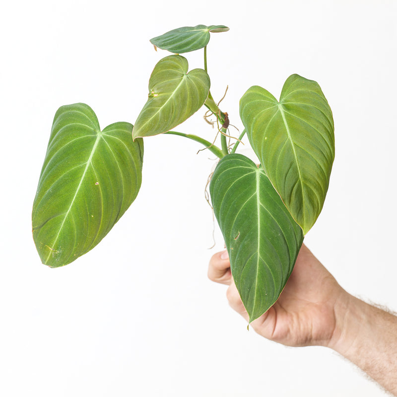 Philodendron melanochrysum x gloriosum 'Glorious' 12cm Plants GrowTropicals