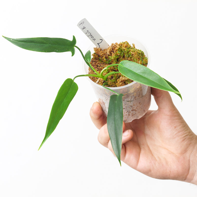 Philodendron sp. French Guyana Plants GrowTropicals