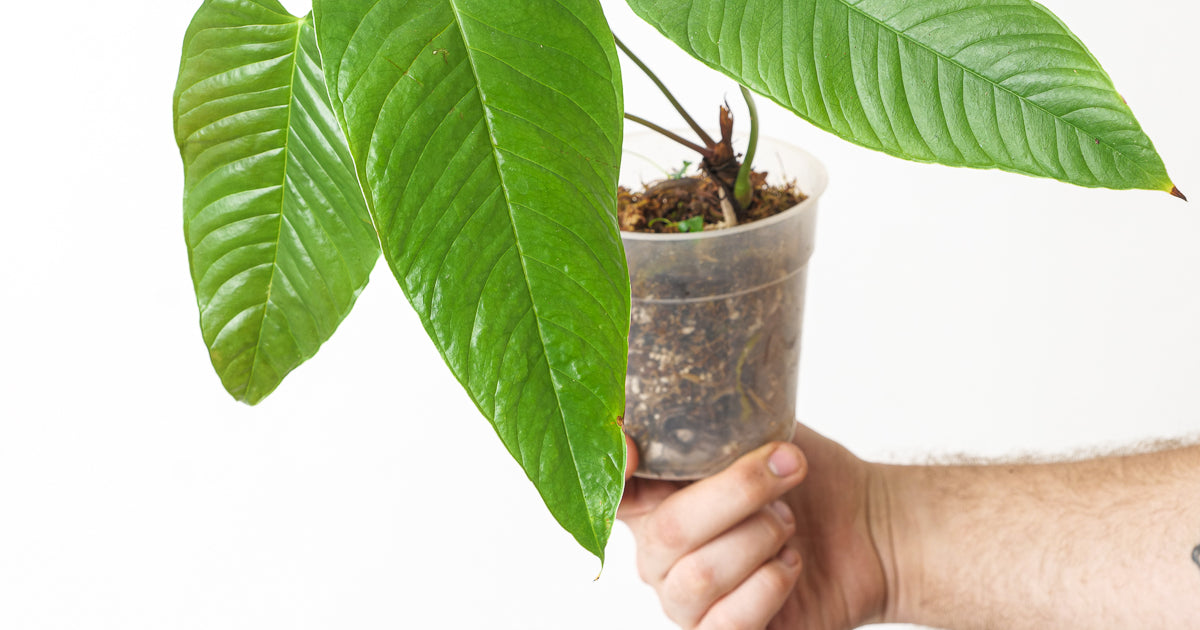 Anthurium offolterianum / tremulum | Plants