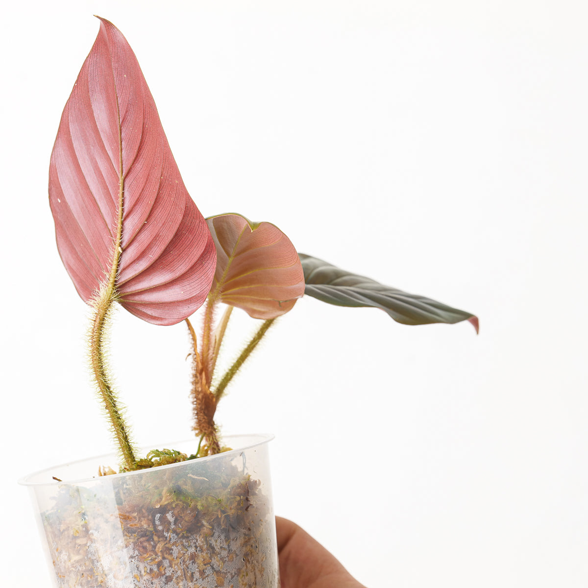 Philodendron cf. squamicaule 'Black / Red' | Plants Philodendron cf. squamicaule 'Black / Red' | Plants