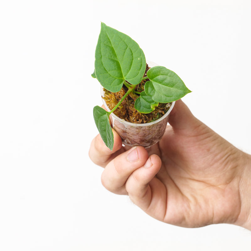 Anthurium (papillilaminum x) x luxurians seedling 6cm Seedling Plants GrowTropicals
