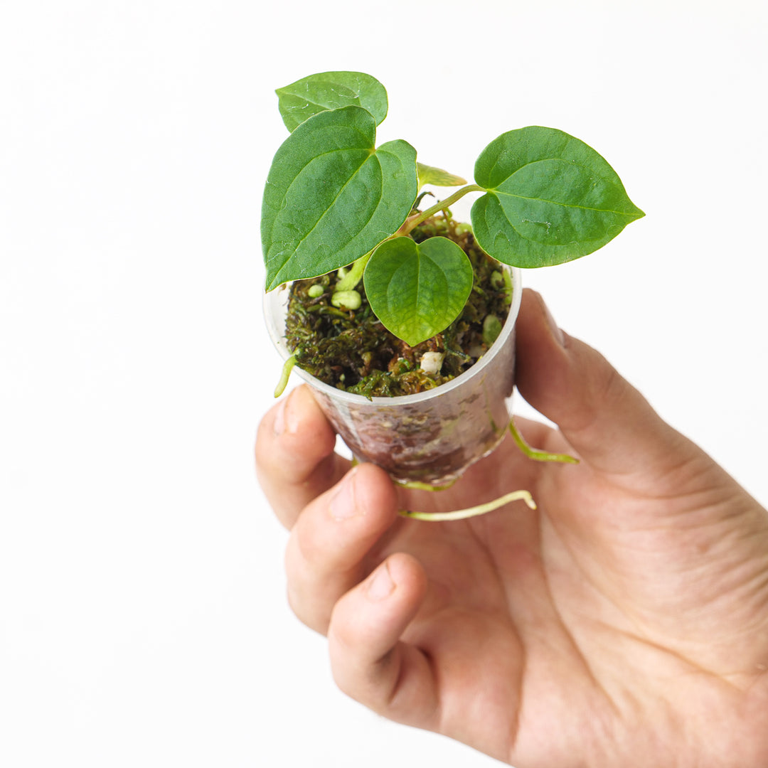 anthurium seedling Anthurium papillilaminum (Euro Form)