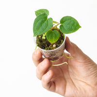 Anthurium papillilaminum (Euro Form)