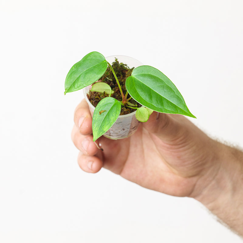 Anthurium (forgetii x) x subsignatum — 6cm