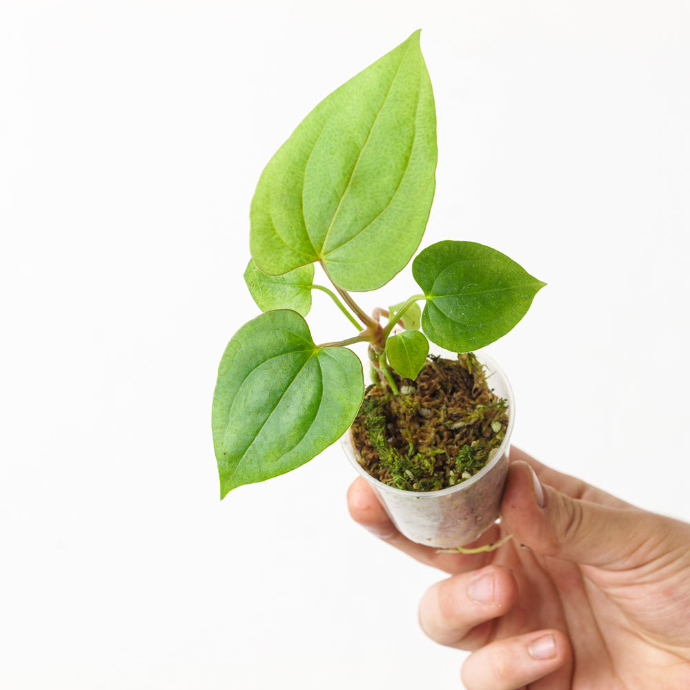 Anthurium (cerrocampanense x papillilaminum) x papillilaminum seedling - GROW TROPICALS