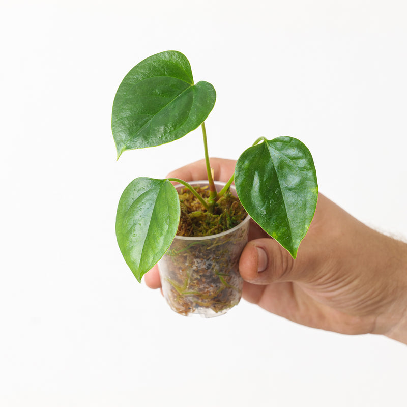 Anthurium subsignatum x luxurians — 6cm