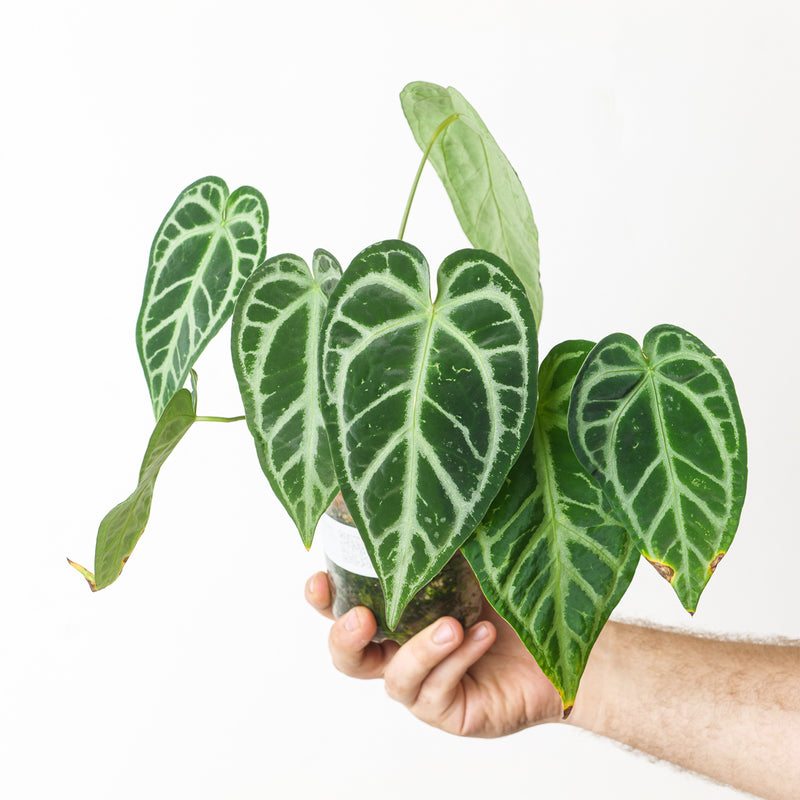Anthurium 'Selby Silver' 12cm Plants GrowTropicals