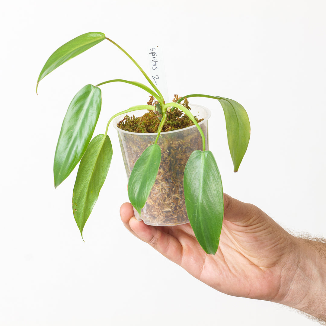 Philodendron spiritus sancti (Seed grown) – GROW TROPICALS