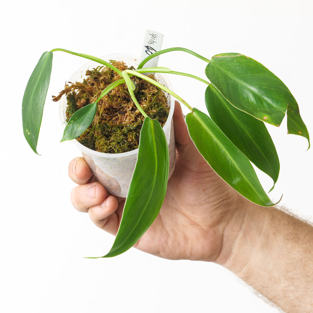 Philodendron spiritus sancti (Seed grown) - GROW TROPICALS