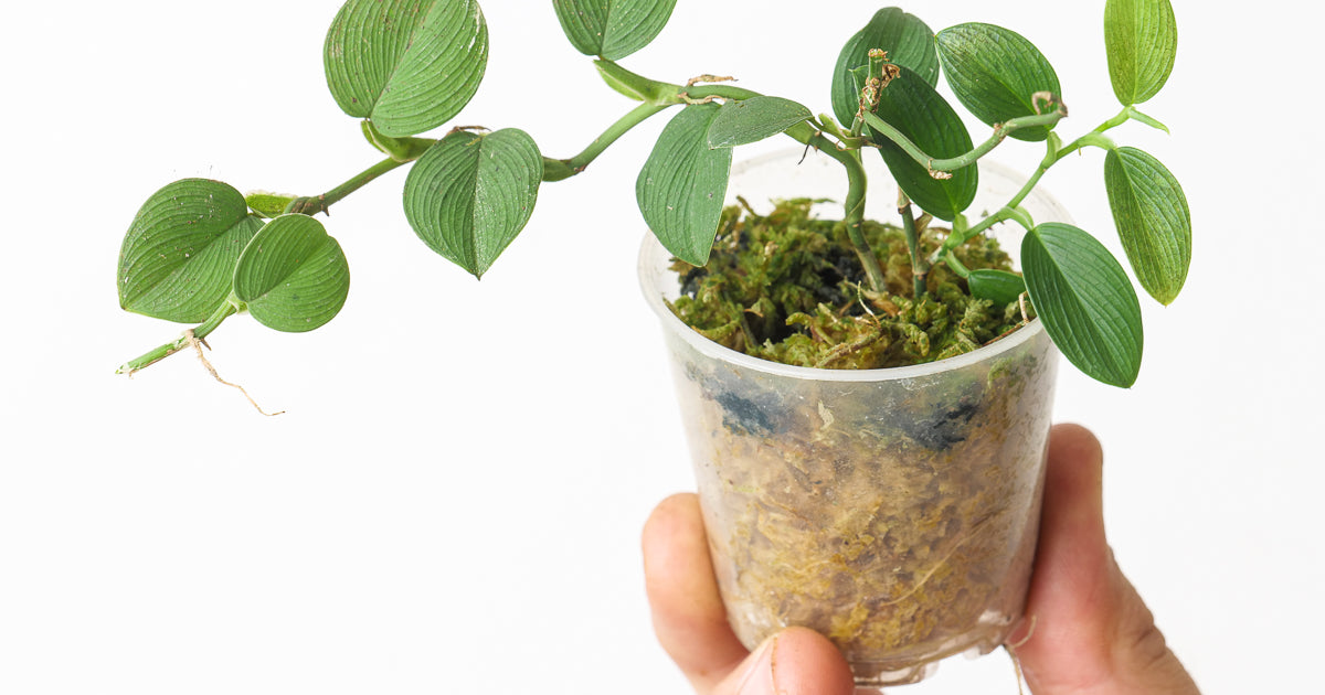 philodendron mini santiago Philodendron sp. 'Mini Santiago' | Plants