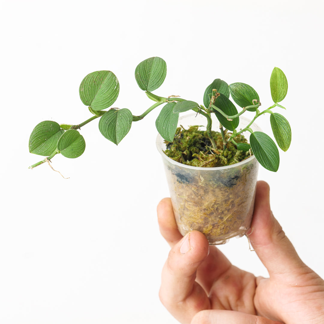 tiny philodendron Philodendron sp. 'Mini Santiago'