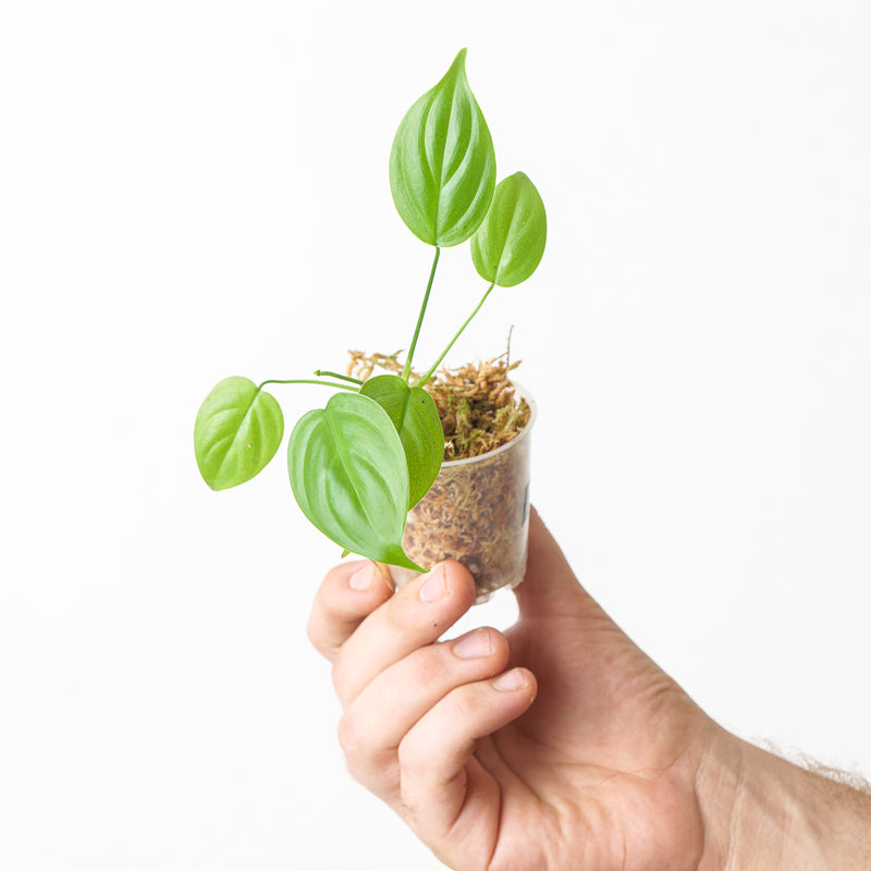 Philodendron gardeniodorum 6cm 1 Plants GrowTropicals
