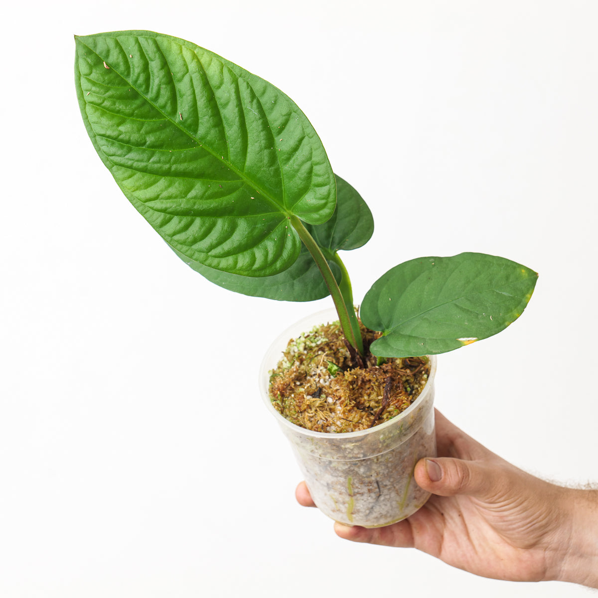 Anthurium pulcachense | Plants | GrowTropicals.com