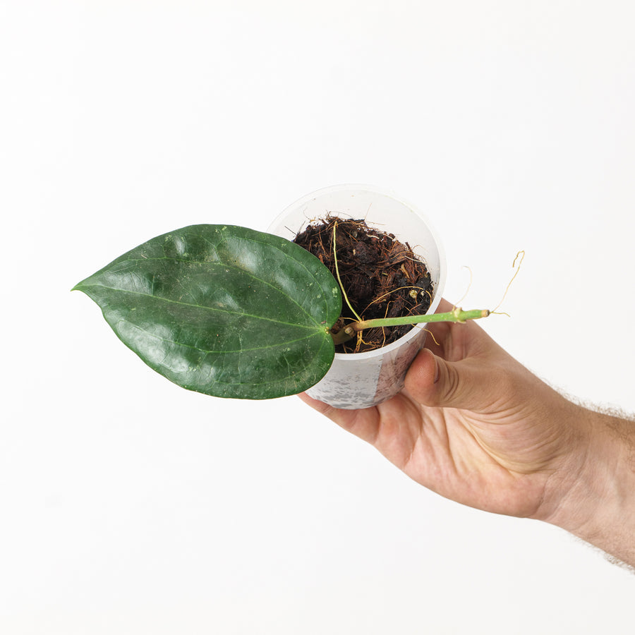 Hoya latifolia - GROW TROPICALS