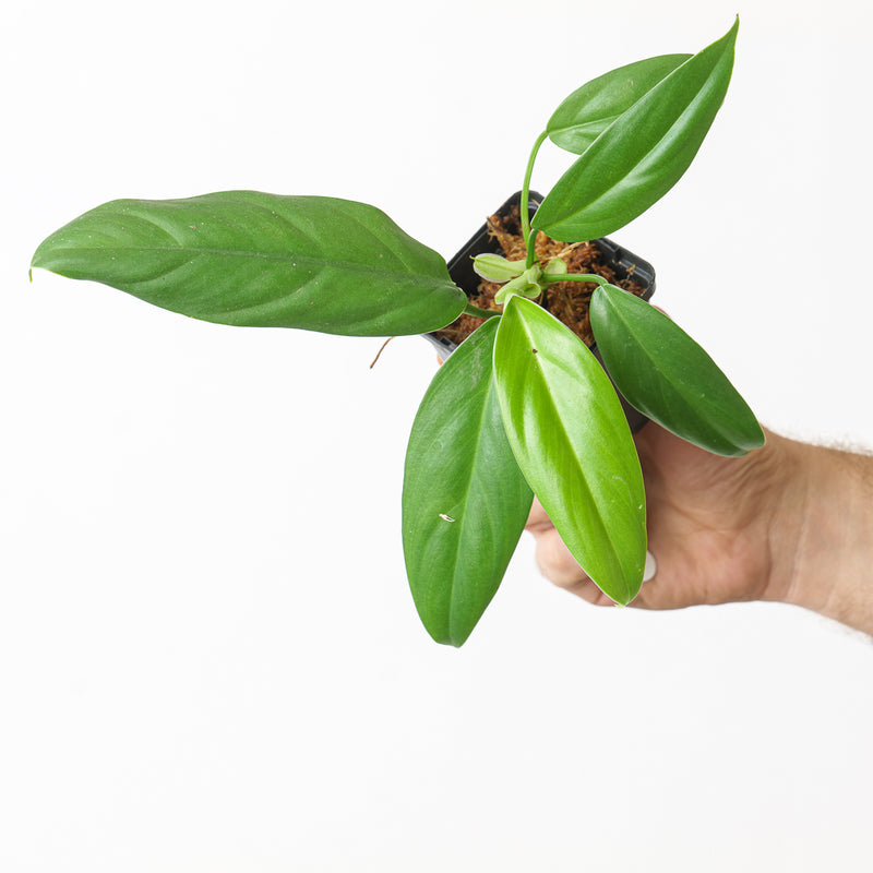 Philodendron baudoense 'Amazonas' 7cm Plants GrowTropicals