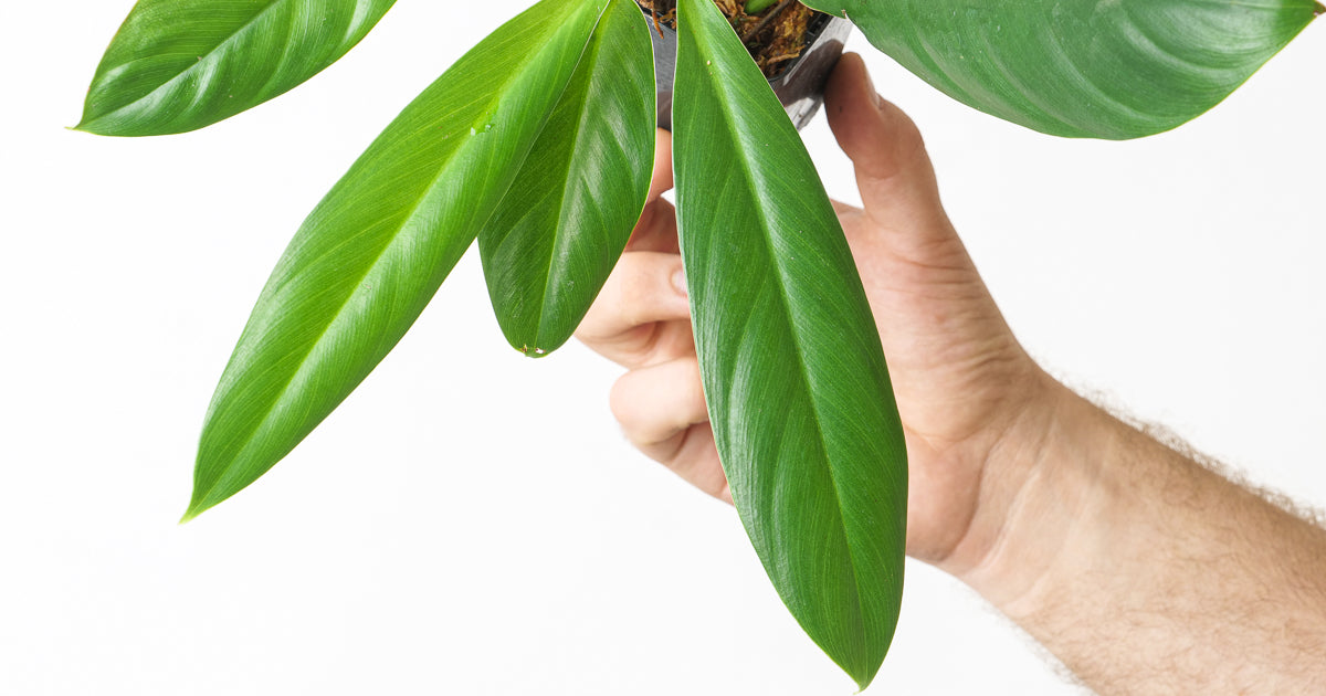 Philodendron clarkei cf. | Plants