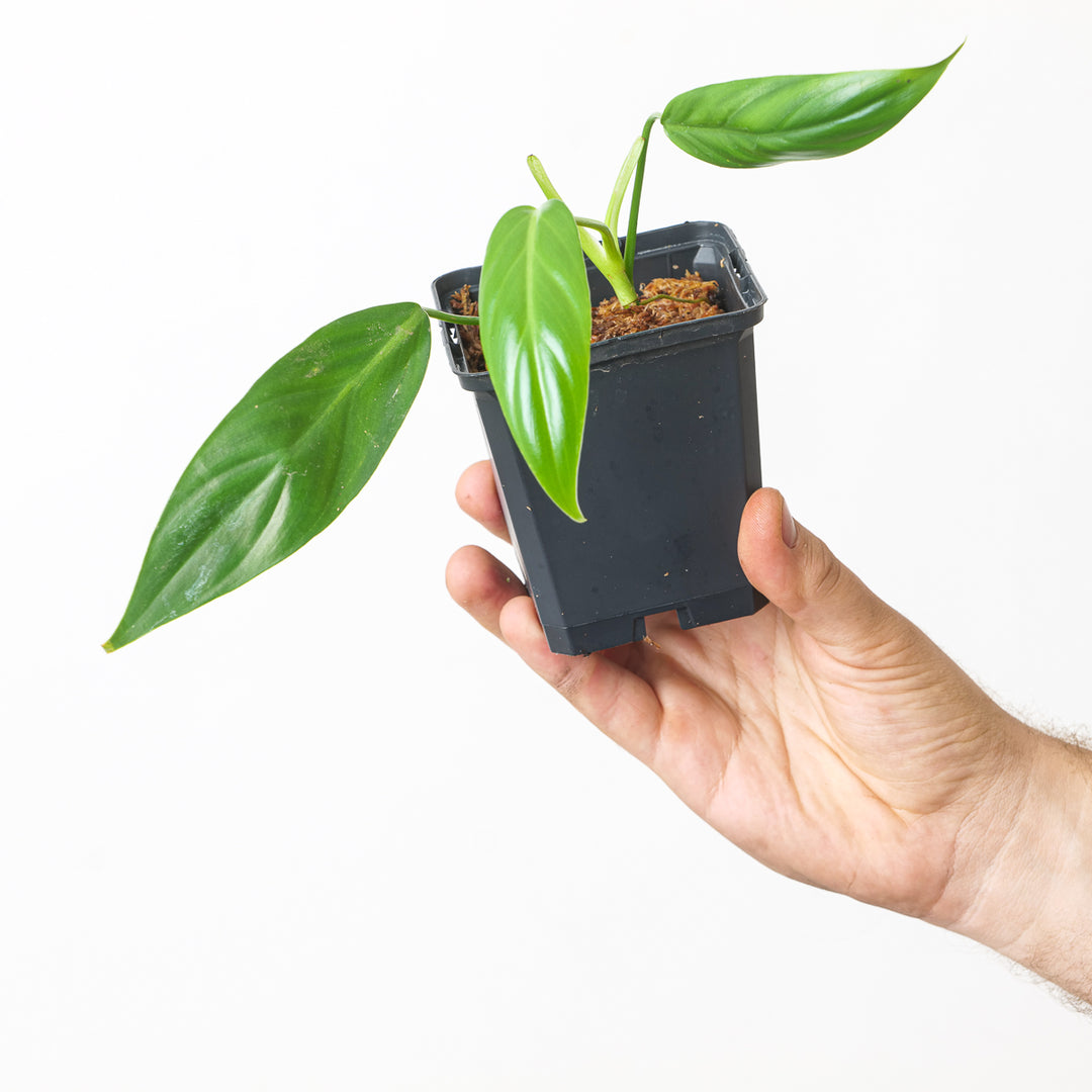 philodendron narrow form Philodendron bernadopazii (Narrow Form)