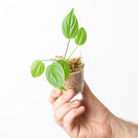 Philodendron gardeniodorum