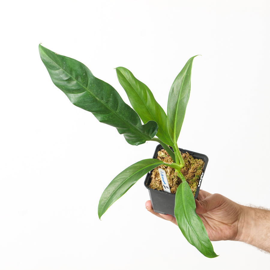 Philodendron lappoanum - GROW TROPICALS