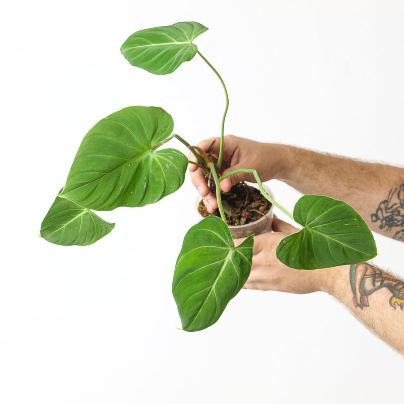 Philodendron gloriosum 'Verde' 12cm 1 Plants GrowTropicals