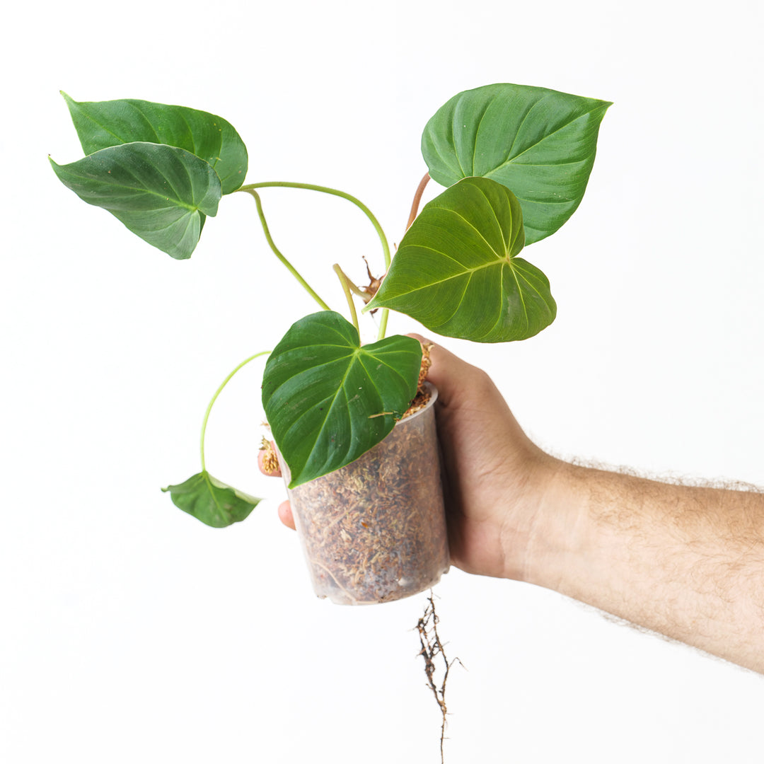 philodendron fibrosum for sale Philodendron fibrosum