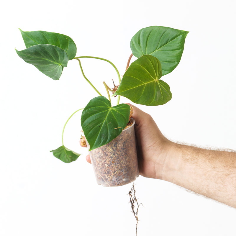Philodendron fibrosum Plants GrowTropicals