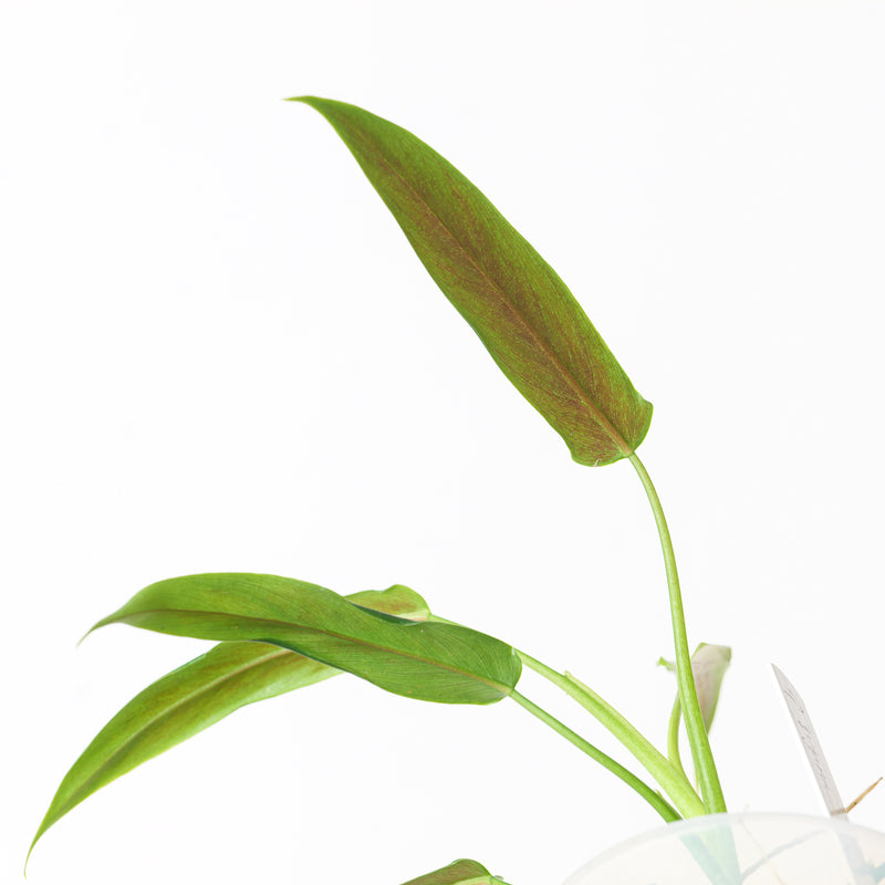 Philodendron sp. French Guyana Plants GrowTropicals