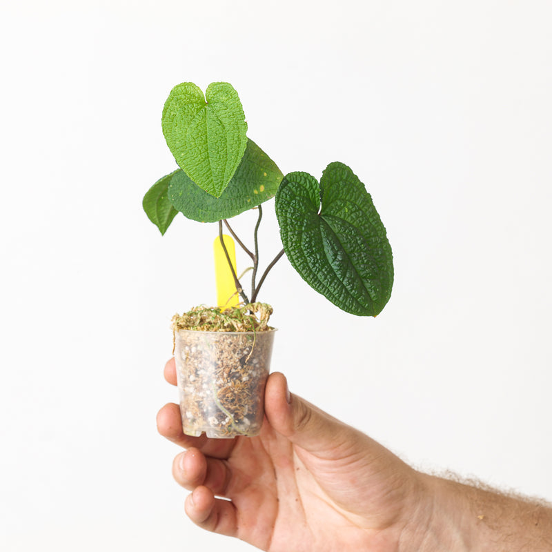 Anthurium clidemioides — 6cm