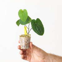 Anthurium clidemioides