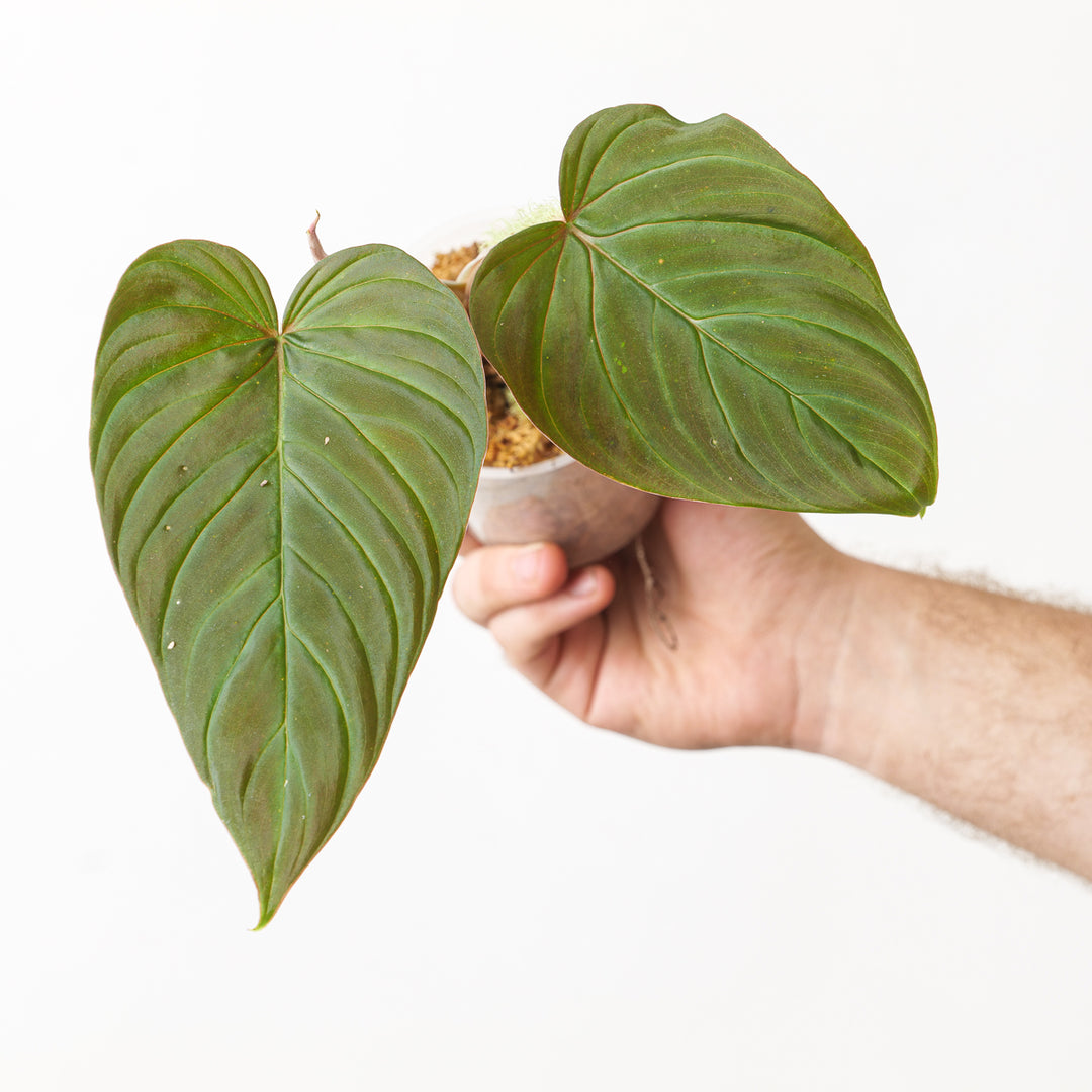 philodendron andreanum x verrucosum Philodendron serpens x verrucosum | Plants