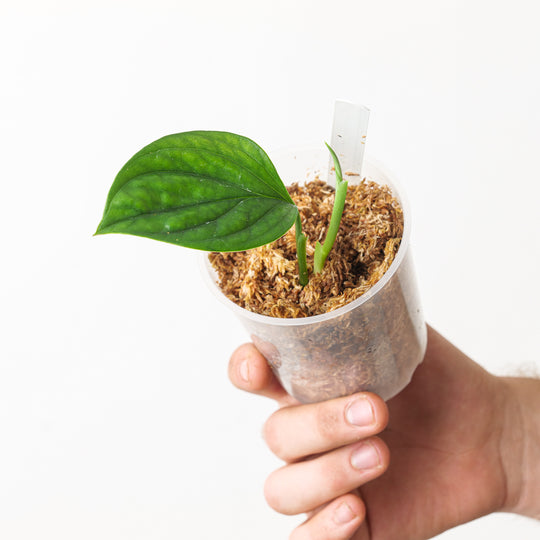 Monstera aureopinnata Plants GrowTropicals