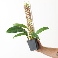 Transparent D-Shaped Moss Pole