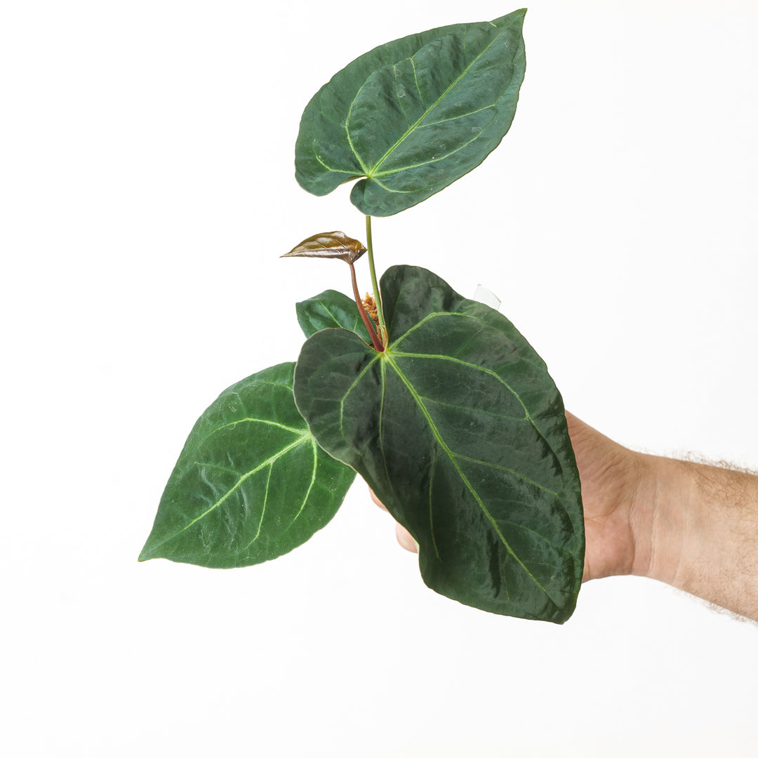 anthurium papililaminum Anthurium papillilaminum x dressleri (US Form) | Plants