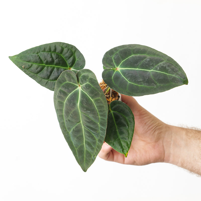 Anthurium Dark Form Crystallinum x Luxurians 6cm (Medium established seedling) 1 Plants GrowTropicals