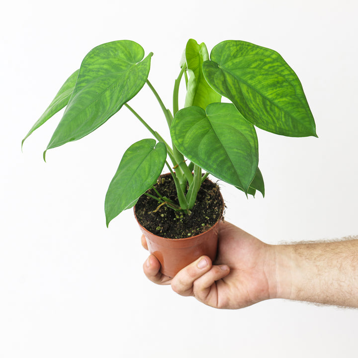 Syngonium chiapense 10.5cm Plants GrowTropicals