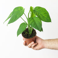Syngonium chiapense