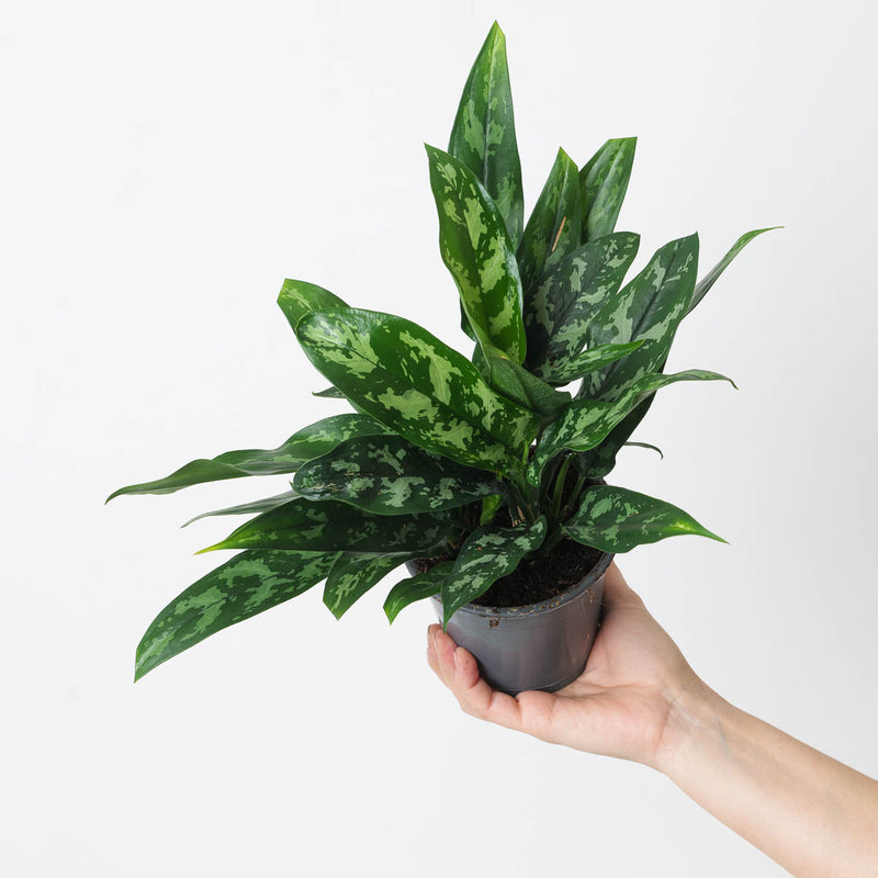 Aglaonema 'Maria' Plants GrowTropicals