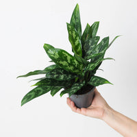 Aglaonema 'Maria'